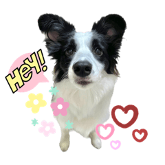 邊境牧羊犬fafa寶貝