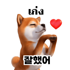 Shiba Inu Dogs Thai Korean 2