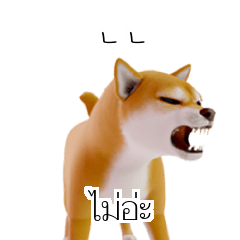 Shiba Dogs Doge #2