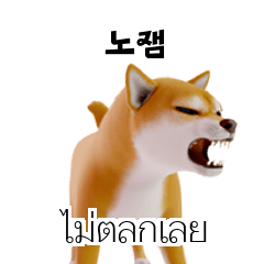 Shiba Dogs Doge -2