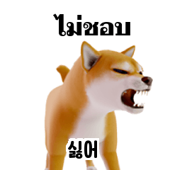 Shiba Inu Dog TH KR