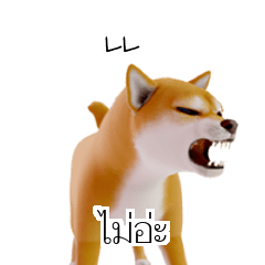 KR TH Shiba Inu 3