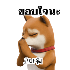 Shiba Inu Dogs Thai Korean 1