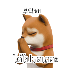 Shiba Dogs Doge #3