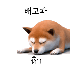 Shiba Dogs Doge #1