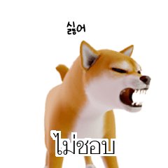 KR TH Shiba Inu 4