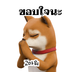 Shiba Inu Dog TH KR 01