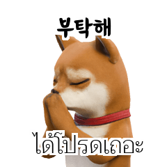 Shiba Dogs Doge -1