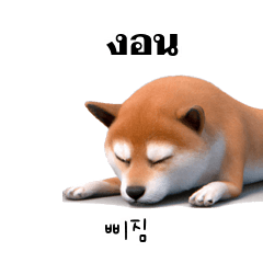 Shiba Dogs Doge 1