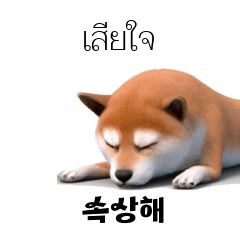 TH KR Shiba Inu 3