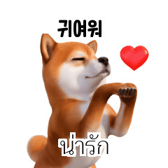 KR TH Shiba Inu 1