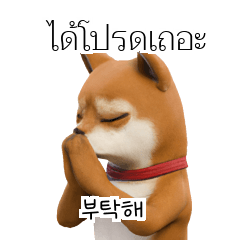 TH KR Shiba Inu #3