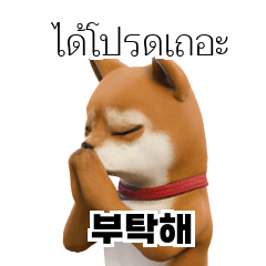 TH KR Shiba Inu 01