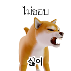 TH KR Shiba Inu #1