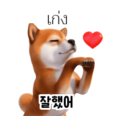 TH KR Shiba Inu 02