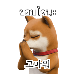 TH KR Shiba Inu #2