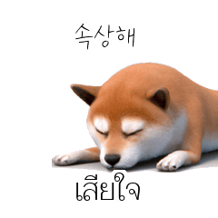 KR TH Shiba Inu 2