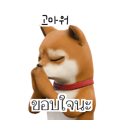 TH KR Shiba Inu