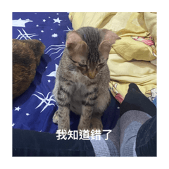 李家阿比