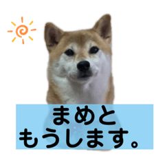 hayamame store