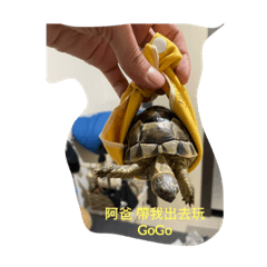 阿龜與我們生活日常