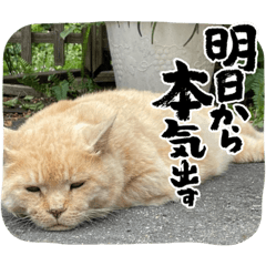 銀☆ちゃんスタンプ