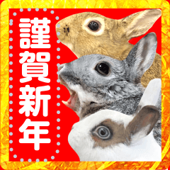 There are various rabbits