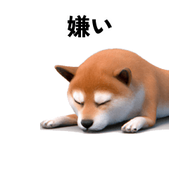 40p Cute Shiba Inu