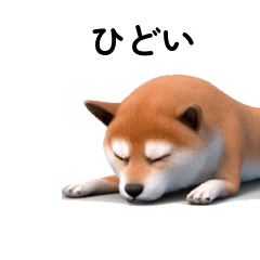 40p Shiba Inu