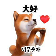 Shiba Inu 40p KR JP