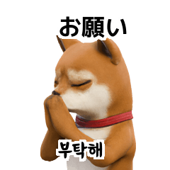 Cute Shiba Inu 40p KR JP Korean Japanese