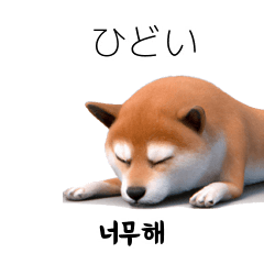 Shiba Inu 40p KRJP