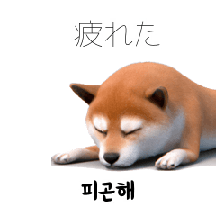 3D Cute Shiba KRJP