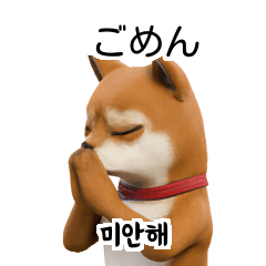 40p Shiba Inu KRJP