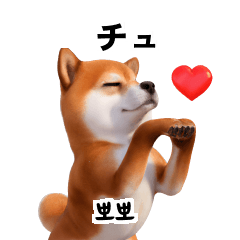 Cute Shiba KR JP