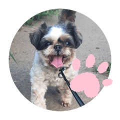 shiho_20221104130508