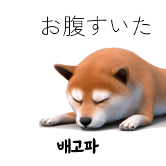 Cute Shiba Inu 40p JPKR