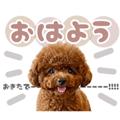 Toy poodle_koromo