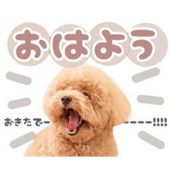 Toy poodle_maru