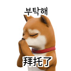 Shiba Inu 24p TW CN KR 2