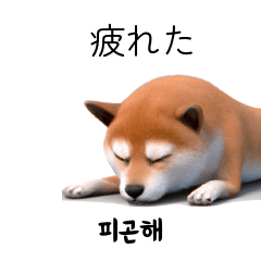 Cute Shiba Inu 40P KR JP