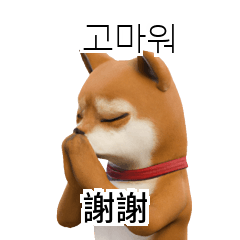 Shiba Inu 24p TW CN KR