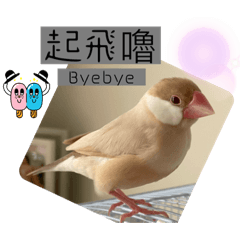 文鳥❤️❤️❤️