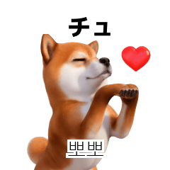 Shiba Inu 40p 1