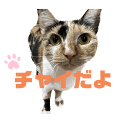 MOMOKO_20221104164226