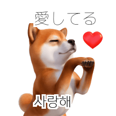 Shiba Inu JPKR 40P