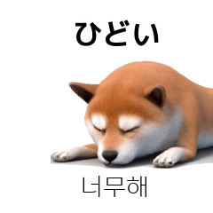 [40] Shiba Inu Dogs