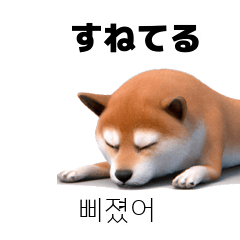 Shiba Inu KR JP