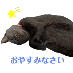 Shiho_20221104213600