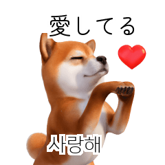 [50%] Shiba Inu 40p KR JP